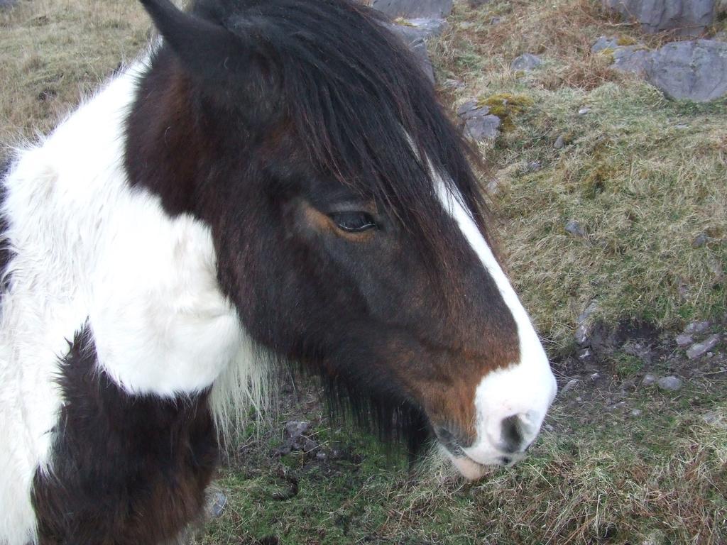 Rockfield House B&B Cill Airne Esterno foto