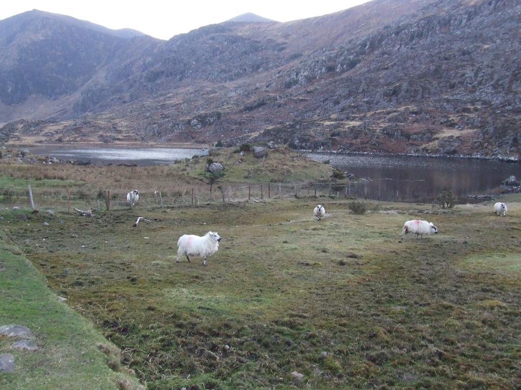 Rockfield House B&B Cill Airne Esterno foto